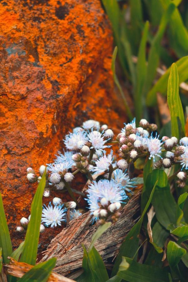 Pousada Flor De Lotus Dos Canyons Прая-Гранди Экстерьер фото
